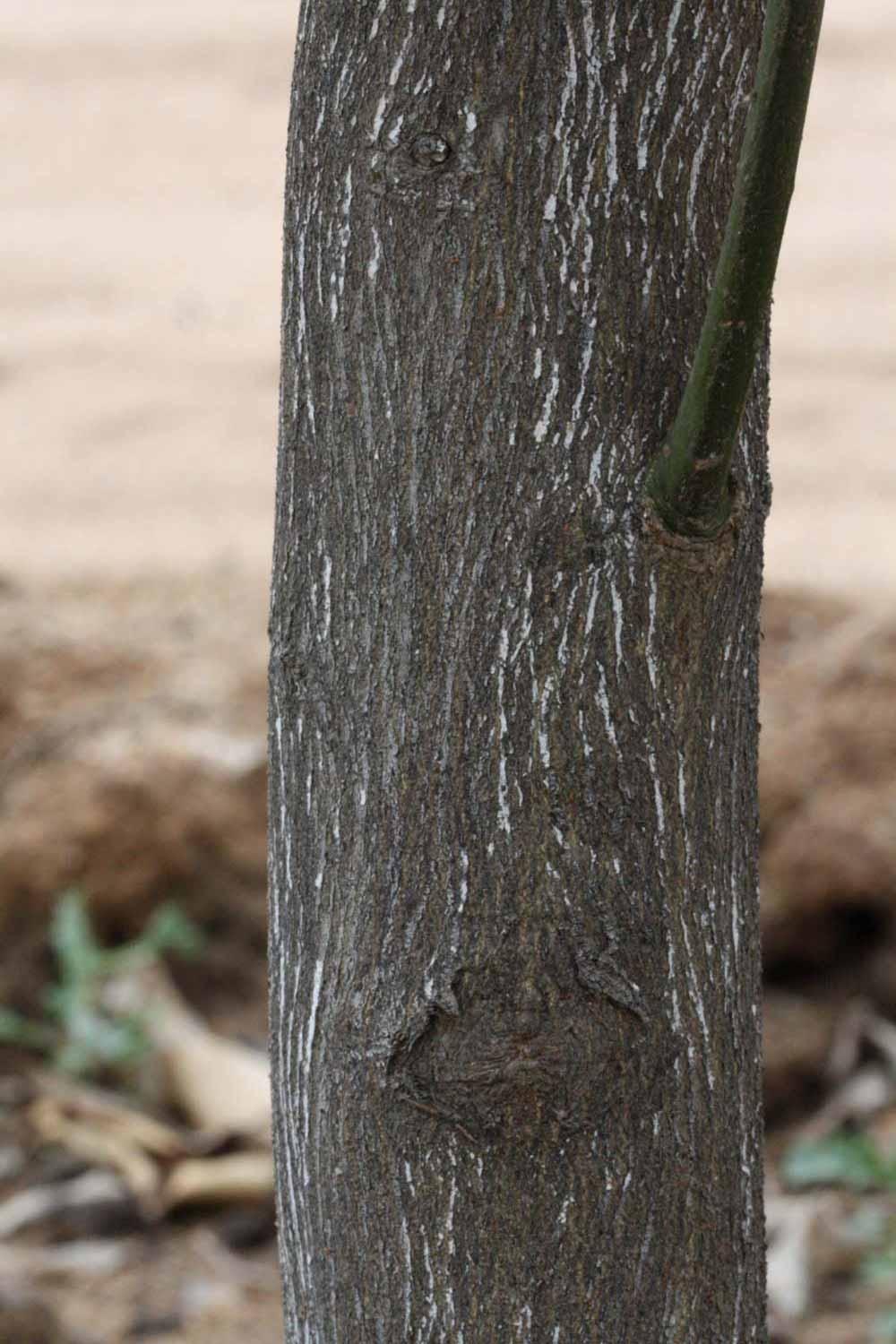              Bark (Riverside, CA)       
